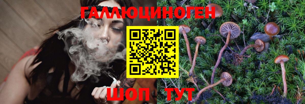Псилоцибиновые грибы Psilocybine cubensis Заводоуковск